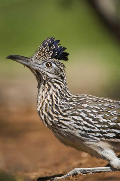 Texas, Rio Grande Valley Greater roadrunner bird